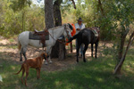 Preperando los caballos