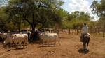 Seferino at the daily control of the cattle