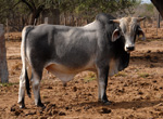 Uno de los toros de raza Brahma
