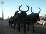 Viaje en un carro tradicional tirado por bueyes, en ocasión del aniversario