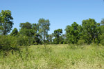 Natural savannah in Campo Loa