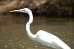 White haron at a fresh water lagoon