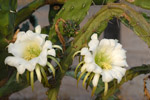 Flowers of the midnight lady