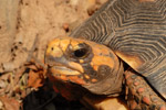 Red-footed tortoise at the dry forest