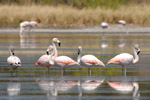 Group of flamencos in winter