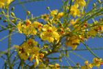 Flowers at the bank of a salty lagoon
