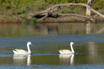 Coscoroba swan