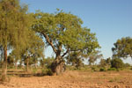 Palo  borracho (samu'ú),<i>Ceiba chodatii</i>