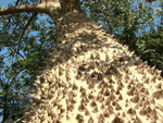 Tronco de palo  borracho (samu'ú), <i>Ceiba chodatii</i>