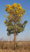 Caribbean trumpet tree, <i>Tabebuia aurea</i>