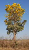 Paratodo, <i>Tabebuia aurea</i>