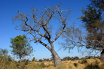 Palo  borracho (samu'ú), <i>Ceiba chodatii</i>, im Winter