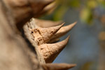 Dornen des Flaschenbaums, <i>Ceiba chodatii</i>