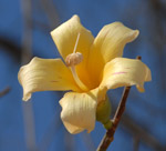 Flower of a Bottle tree, <i>Ceiba chodatii</i>