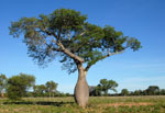 Palo  borracho (samu'ú), <i>Ceiba chodatii</i>