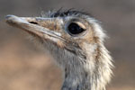 Greater Rhea, <i>Rhea americana</i>