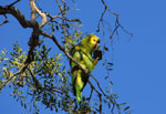 Amazona de frente azul o Loro hablador (ajuru ete), <i>Amazona aestiva</i>