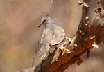 Picui ground-dove, <i>Colombina picui</i>