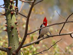 Cardenal (guyra tiri), <i>Paroaria coronata</i>