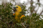 Turquoise-fronted parrot, <i>Amazona aestiva</i>