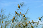 Monk parakeet, <i>Myiopsitta monachus</i>