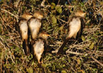 Guira cuckoo, <i>Guira guira</i>