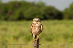 Lechuza del campo (urukurea chchi), <i>Speotyto cunicularia</i>