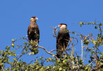 Crested Caracara, <i>Polyborus plancus</i>