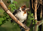 Red-crested cardinal, <i>Paroaria coronata</i>