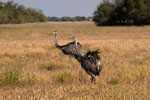 Avestruz americana (ñandu), <i>Rhea americana</i>