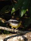 Great Kiskadee, <i>Pitangus sulphuratus</i>