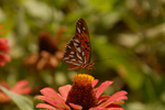 Gulf Fritillary, <i>Agraulis vanillae</i>