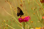 Gold-rim swallow tail, <i>Battus polydamas</i>