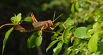 Langosta gigante, <i>Tropidacris collaris</i>