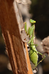 Mántis religiosa, Mantidae <i></i>