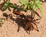 Tarantula-Falke, <i>Pepsis</i> spec.