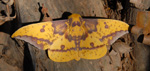 Pfauenspinner, <i>Eacles imperialis</i>