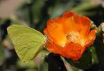 Cloudless Sulphur, <i>Phoebis sennae </i>