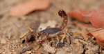 Scorpion, <i>Bothriurus </i>spec.