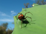 Black widdow, <i>Latrodectus antheratus</i>