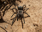 Goldstreifenvogelspinne, <i>Grammostola aureostriata</i>