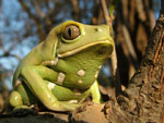 Waxy-monky leaf-frog, <i>Phyllomedusa sauvagii</i>