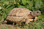 Argentinische Landschildkröte, <i>Chelonoidis chilensis</i>