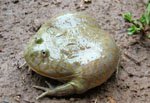 Chaco-Schreifrosch, <i>Lepidobatrachus laevis</i>