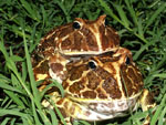 Schmuckhornfrosch, <i>Ceratophrys cranwelli</i>