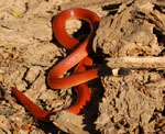 Culebrita colorada de collar, <i>Apostolepis assimilis</i>