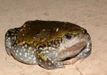 Mueller's narrow mouth frog, <i>Dermatonotus muelleri</i>