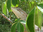 Brasilian bush anoli, <i>Polychrus acutirostris</i>