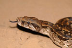 Argentine boa constrictor, <i>Boa constrictor occidentalis </i>