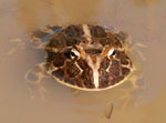 Chacoan horned frog, <i>Ceratophrys cranwelli</i>